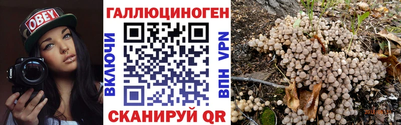 Псилоцибиновые грибы Psilocybe  Ачхой-Мартан 
